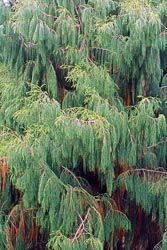 dacrydium cupressinum thumbnail graphic